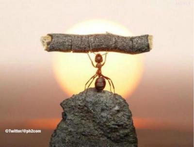  - (صورة) نمله تحمل عودا وكأنها في مسابقة رفع الأثقال "سبحان الله" 